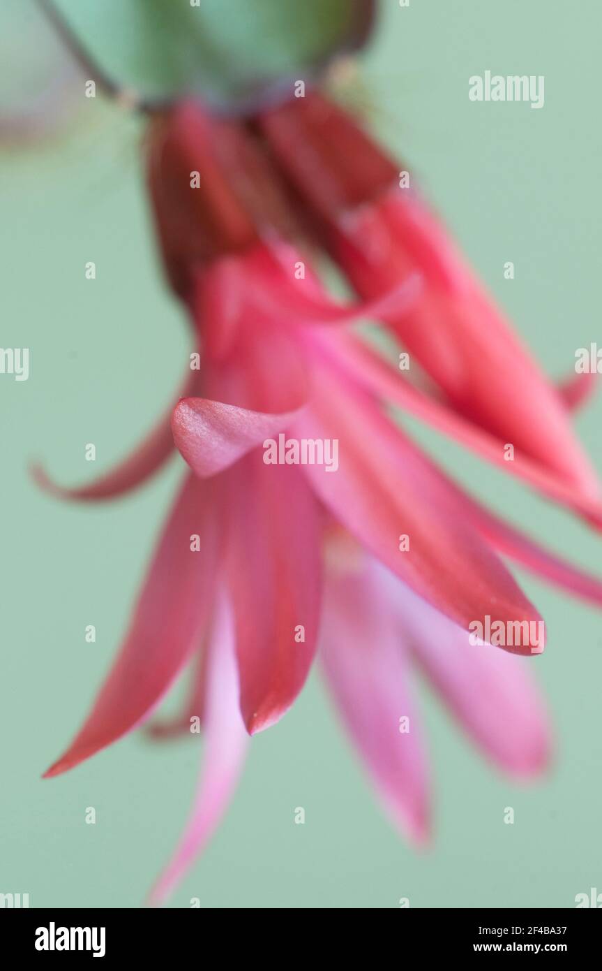 Easter cactus flower on a green background, close up shot, local focus Stock Photo