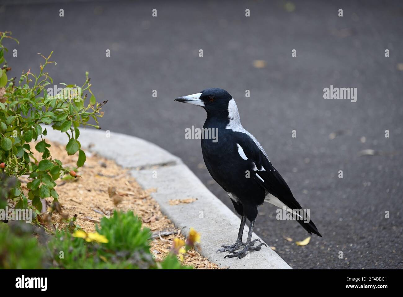 Australian Magpie perched next to a garden bed Stock Photo