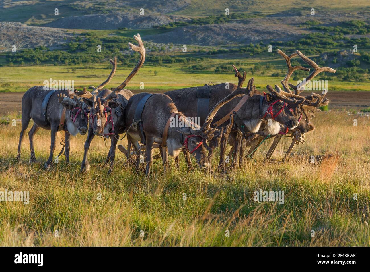 Sled of reindeer on a sunny August day. Yamal, Russia Stock Photo