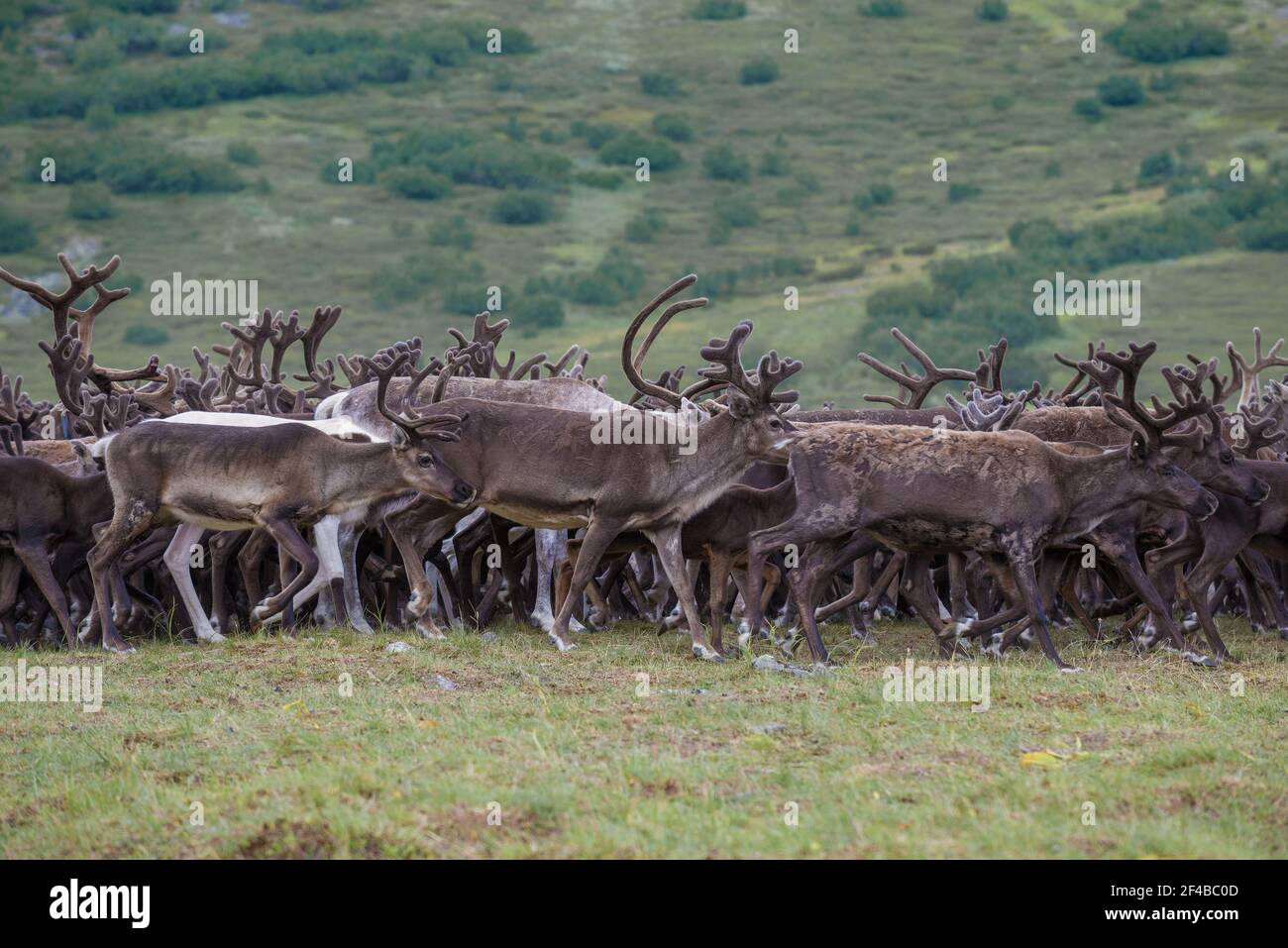 Running reindeer close up on a summer day. Yamal, Russia Stock Photo