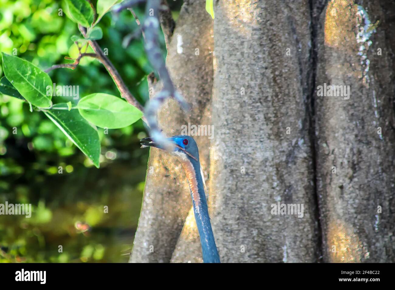 Little blue heron in the swamp. Stock Photo