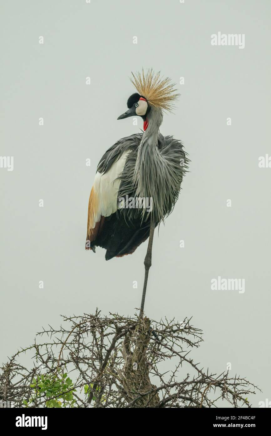 Crane standing on one leg hires stock photography and images Alamy