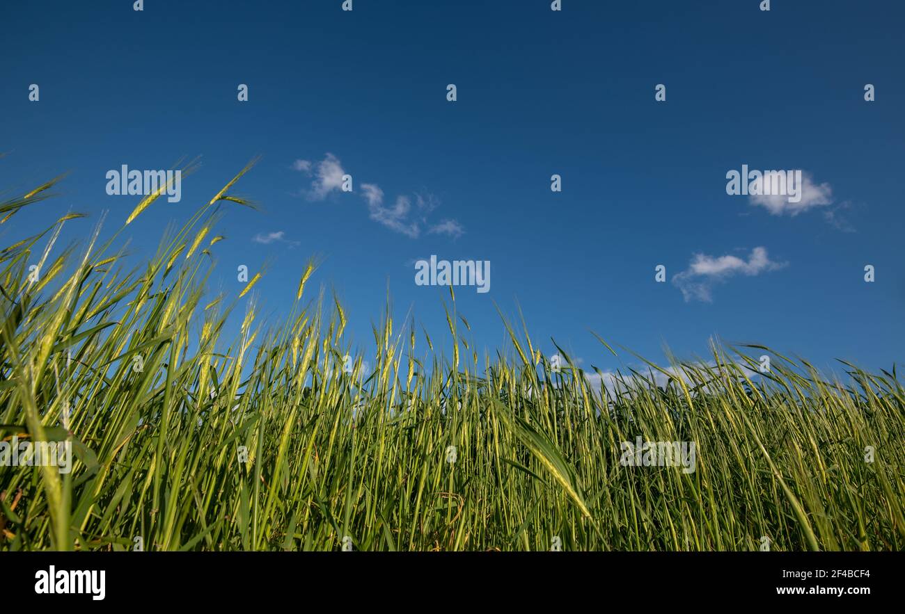 Cereal plants hi-res stock photography and images - Alamy