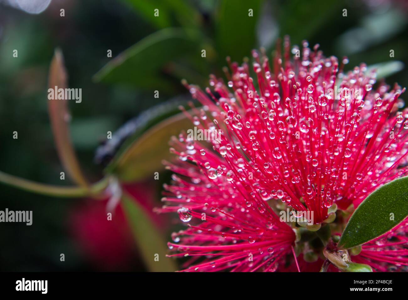 Small water droplets caught in the fine filaments of the spiky flower of a scarlet bottlebrush Stock Photo