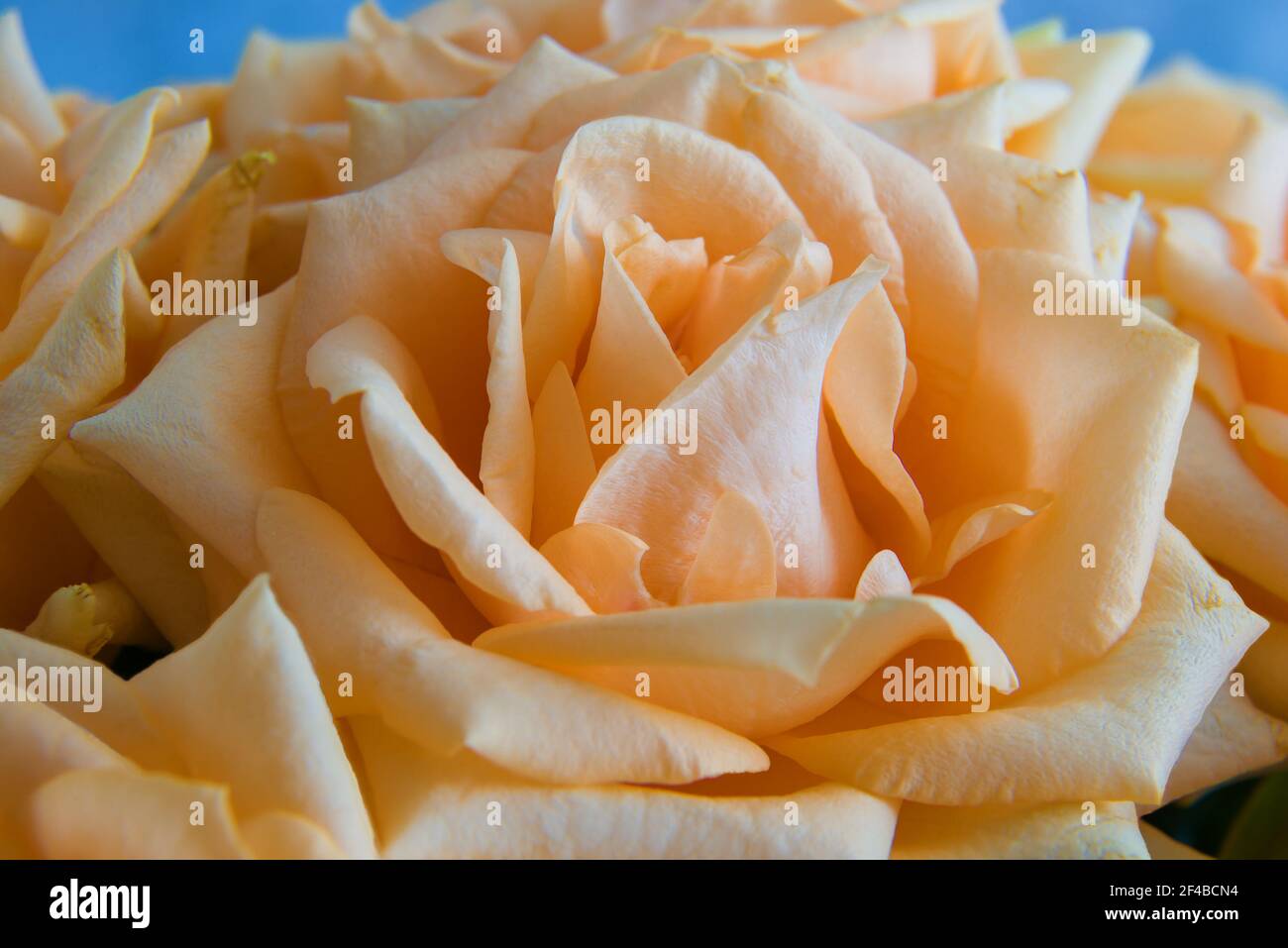 Cream tea rose flower close up. Macro photography Stock Photo