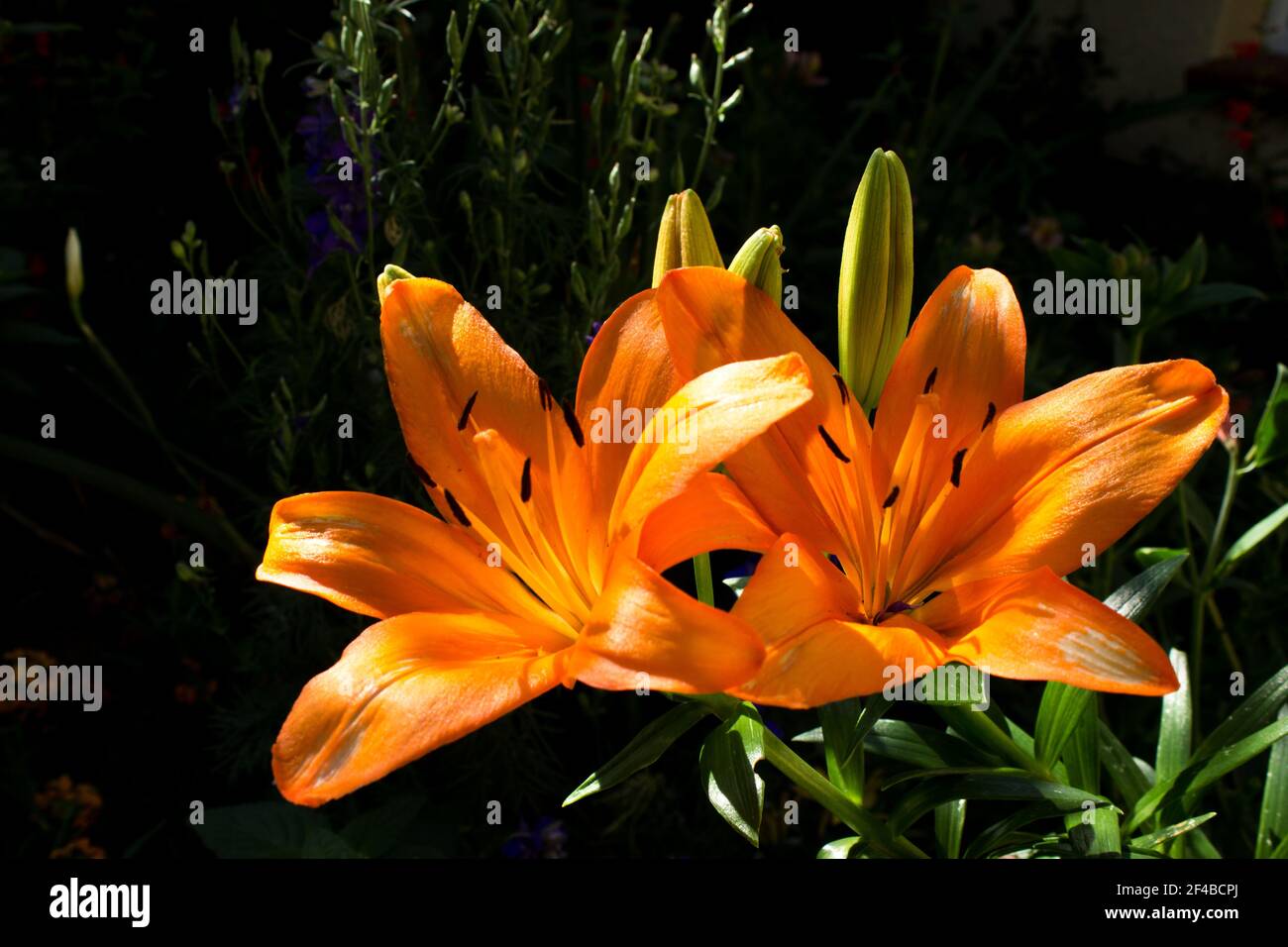 Asiatic lilies garden hires stock photography and images Alamy
