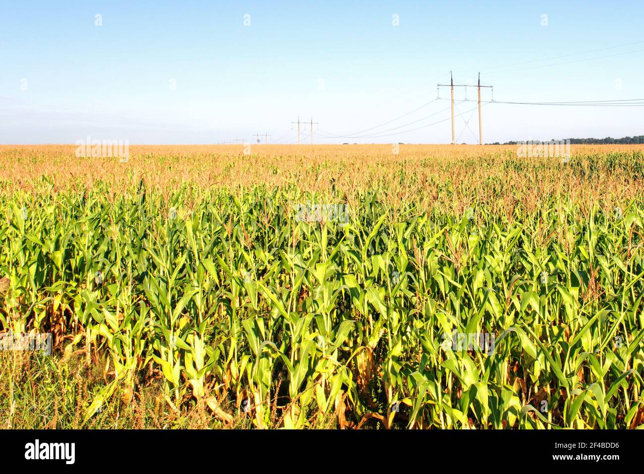 Close-up of silage corn leaf tops against blue sky. A power line is laid across the field. Stock Photo