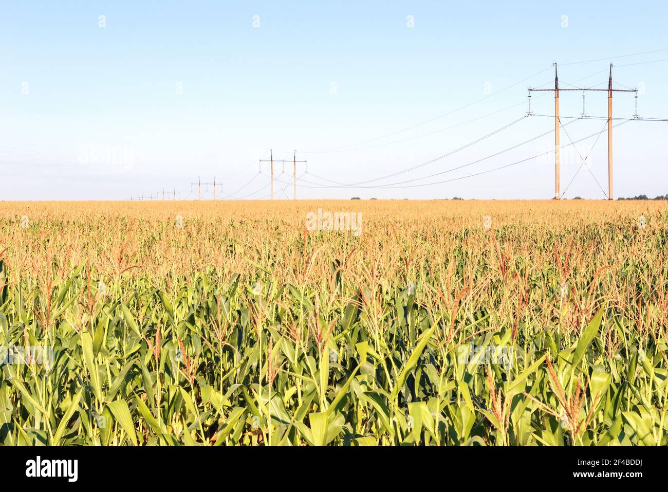 Close-up of silage corn leaf tops against blue sky. A power line is laid across the field. Stock Photo