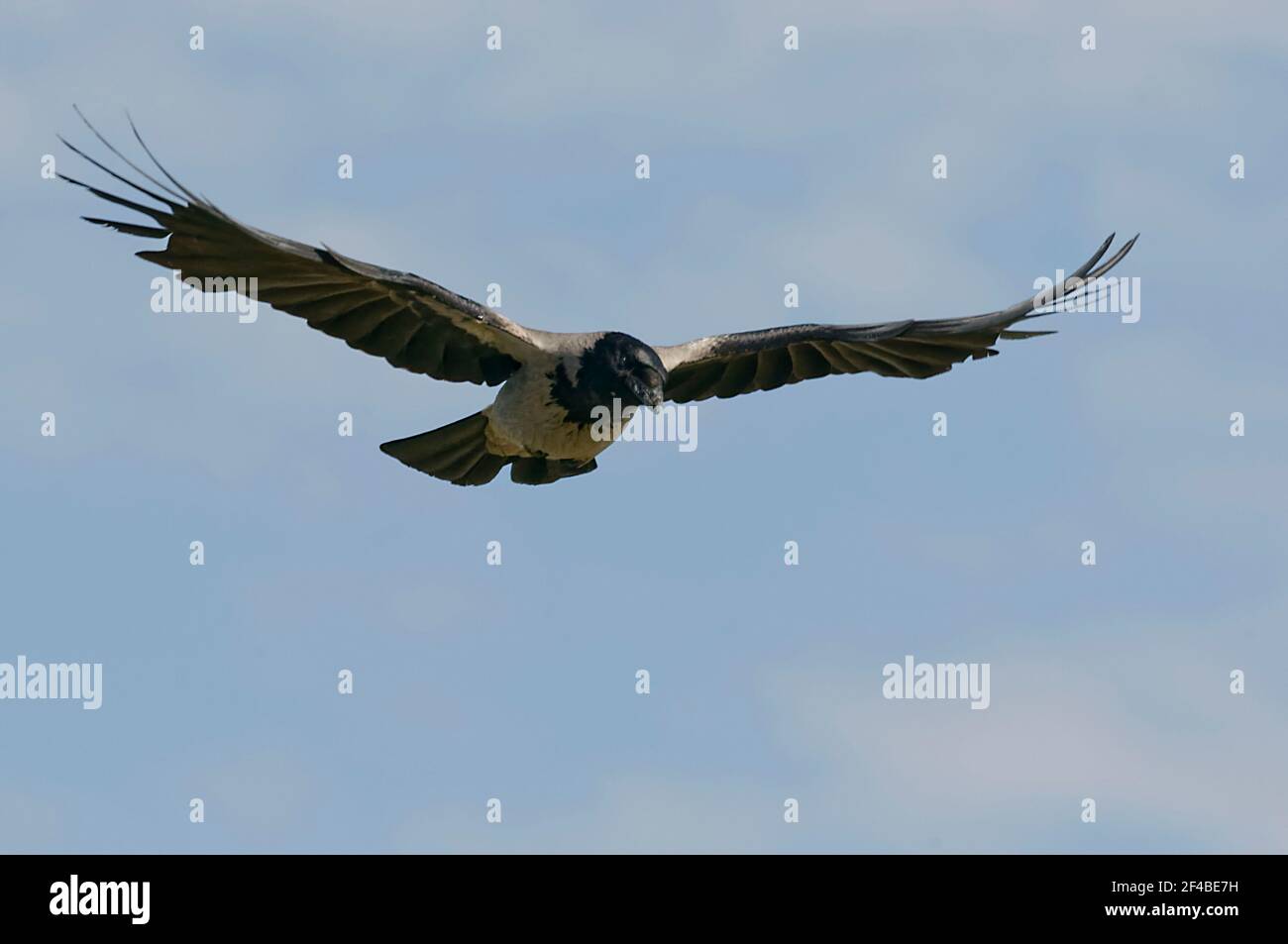 Hooded crow (Corvus cornix) in Danube Delta Stock Photo
