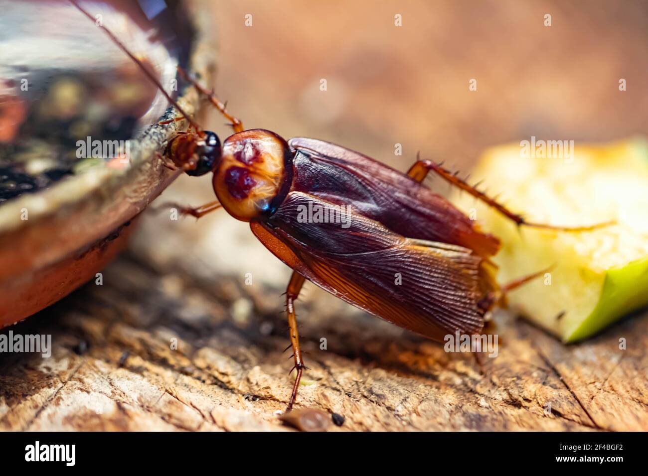 Cockroach with long whiskers or beetle insect insect close-up. Grieg's head with eyes. Macro Stock Photo