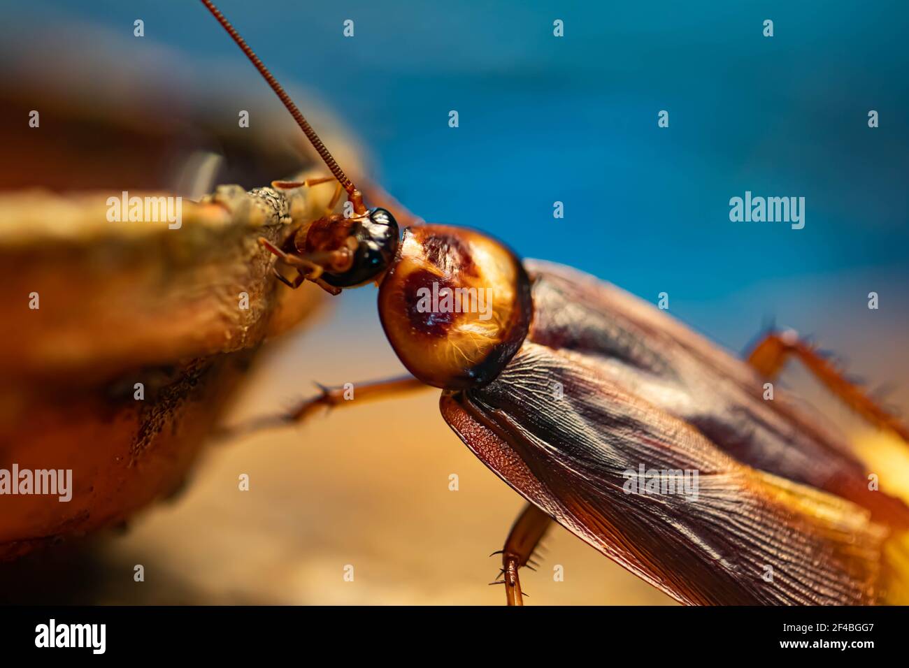 Cockroach with long whiskers or beetle insect insect close-up. Grieg's head with eyes. Macro Stock Photo
