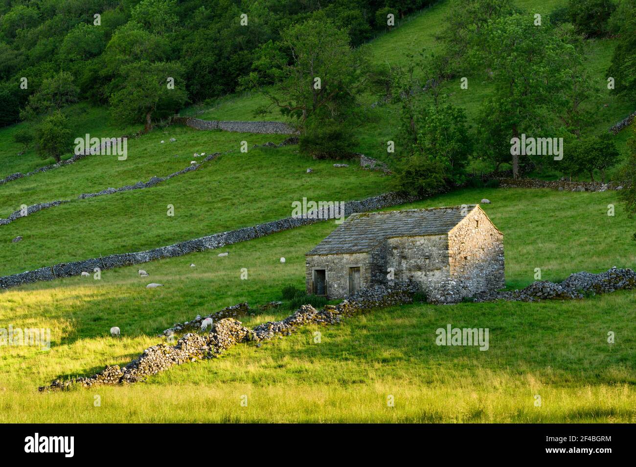 Beautiful sunny Wharfedale countryside (old rustic barn, steep hillside slope, drystone walls, sheep, farmland pasture) - Yorkshire Dales, England, UK Stock Photo