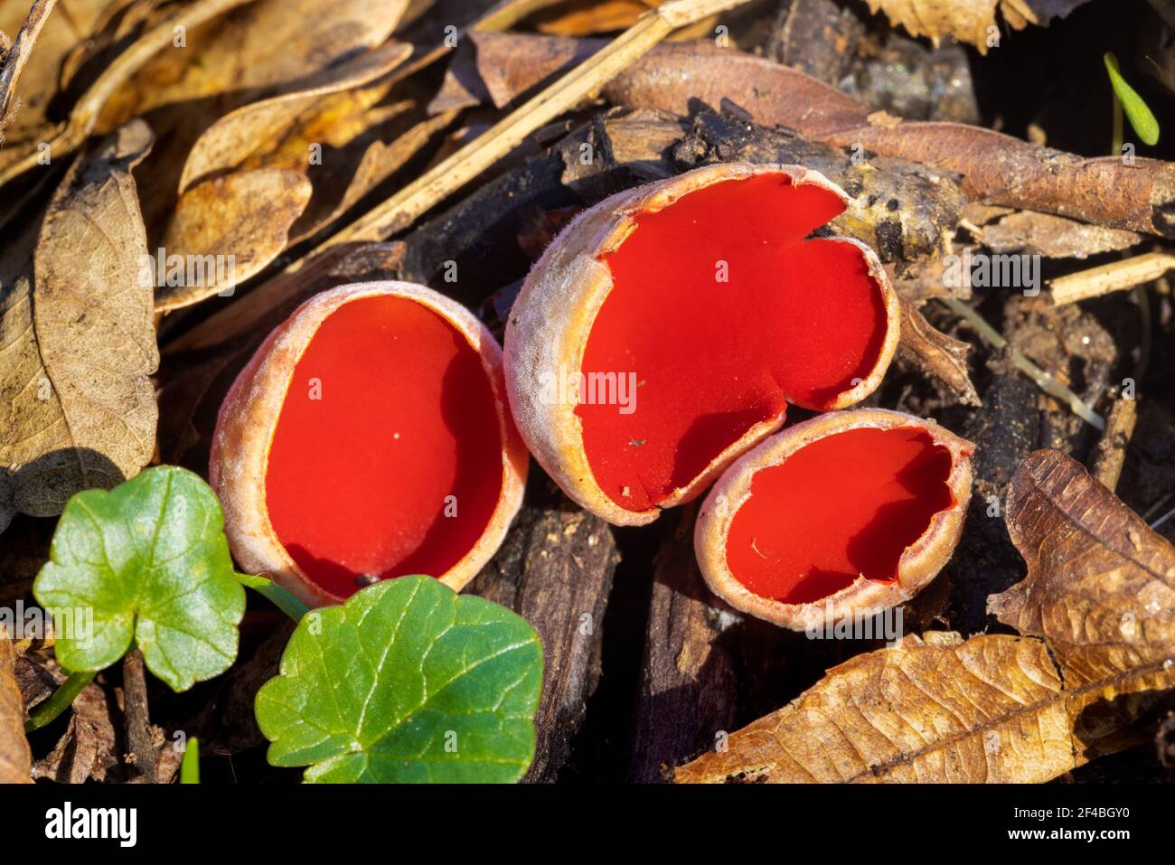 Close-up of the scarlet elf cup on the forest floor Stock Photo