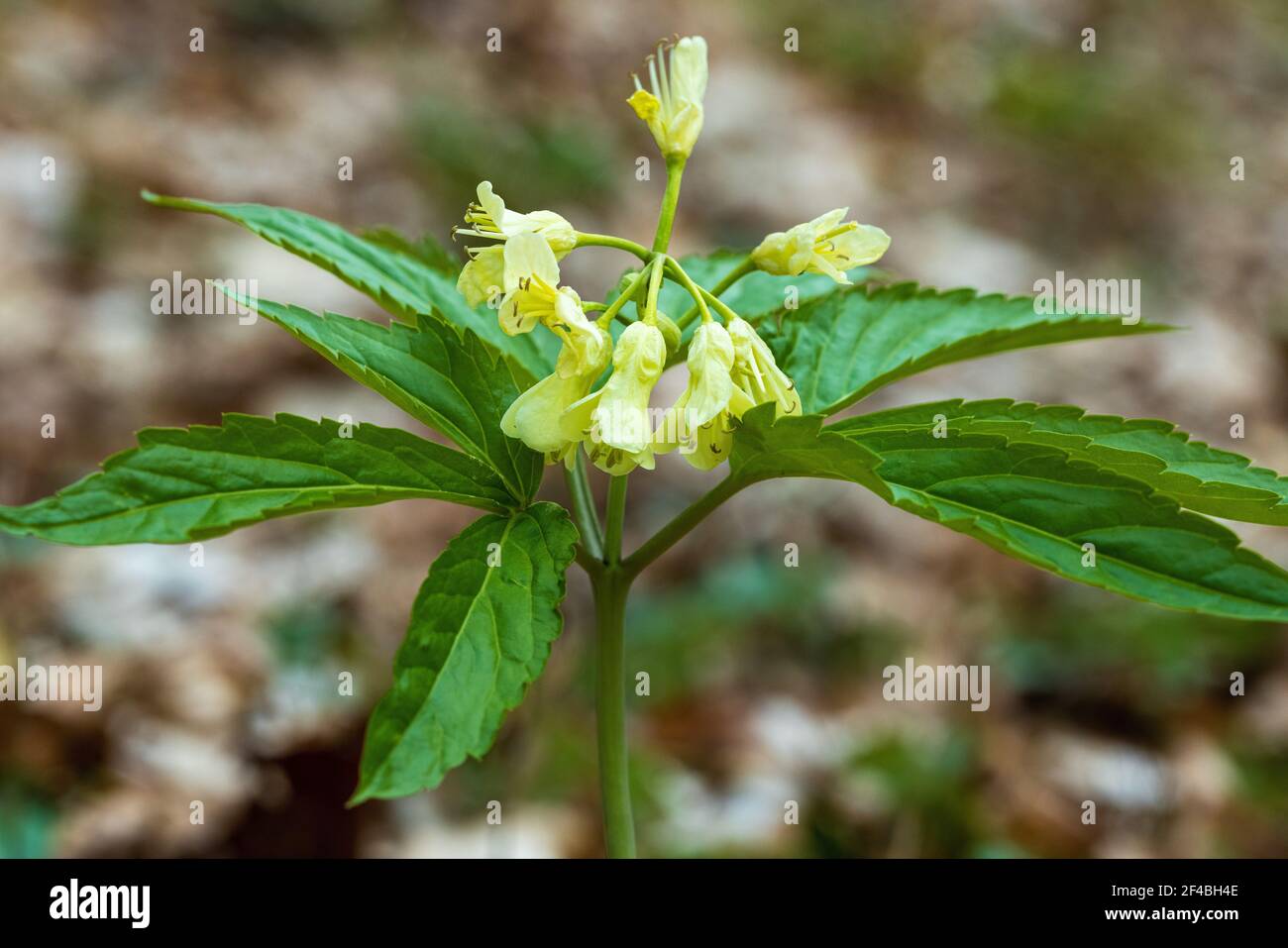 Cardamine enneaphylla in bloom on the forest floor Stock Photo