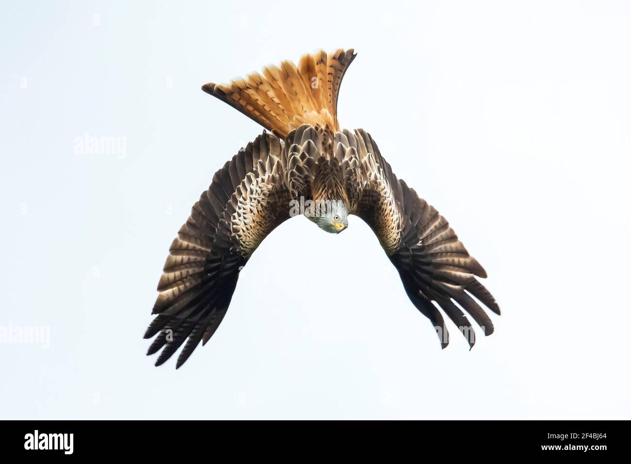 Red kite (Milvus milvus) swooping down towards prey in Hampshire, UK Stock Photo