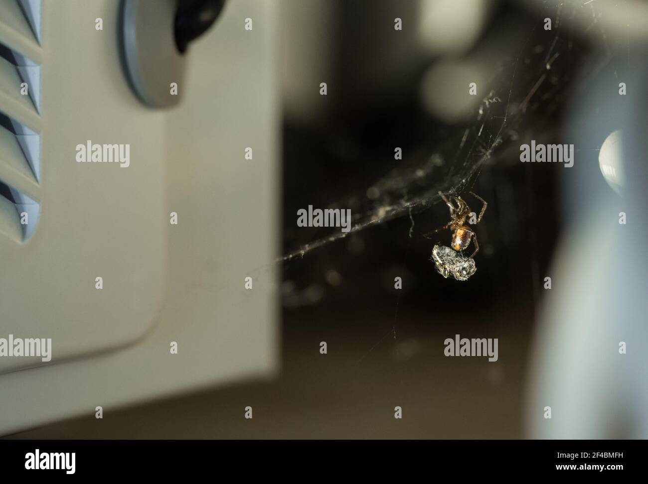 Rabbit hutch spider (Steatoda bipunctata) indoors with prey Stock Photo