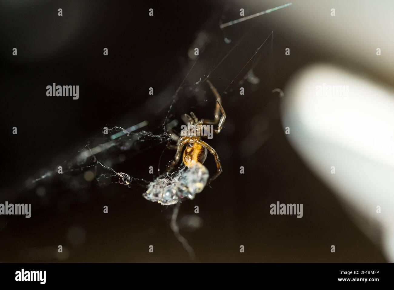 Rabbit hutch spider (Steatoda bipunctata) indoors with prey Stock Photo