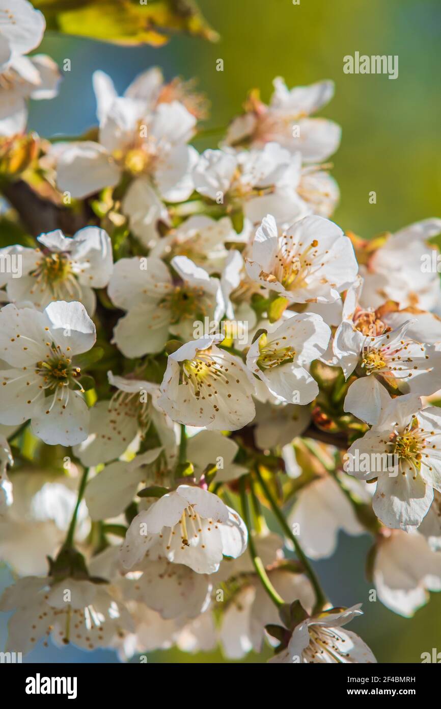 Branch full of flowers in spring. White blossoms from the apple tree in the sunshine. Open flower with petals, green leaves, flower stems from fruit Stock Photo