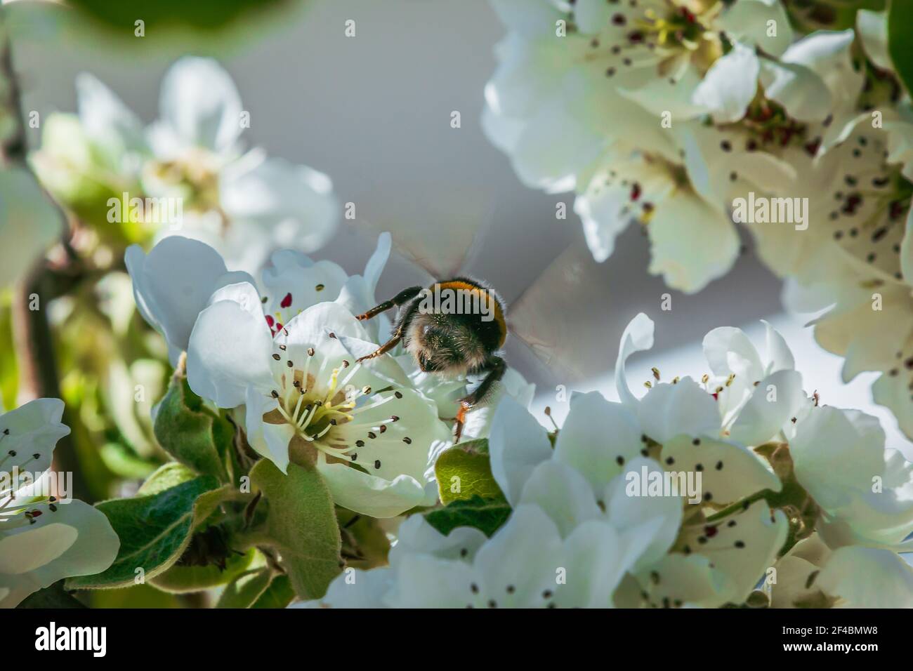 Branch with many apple blossoms in spring. Bumblebee insect back on a blossom of the fruit tree in sunshine. White flowers when open with reddish pist Stock Photo
