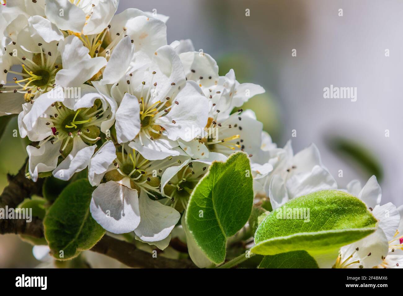 Details of apple blossoms from a fruit tree. White blossoms from the apple tree in spring sunshine. Open flower with petals, flower stalks, reddish pi Stock Photo