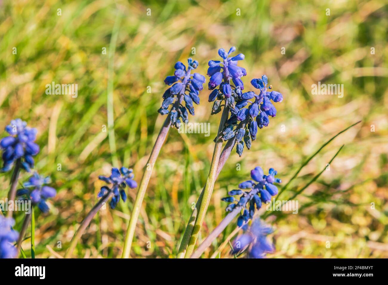 Meadow in spring with sunshine. single grass with wildflowers. Purple flowers of vineyard grape hyacinth from genus grape hyacinth in the asparagus Stock Photo