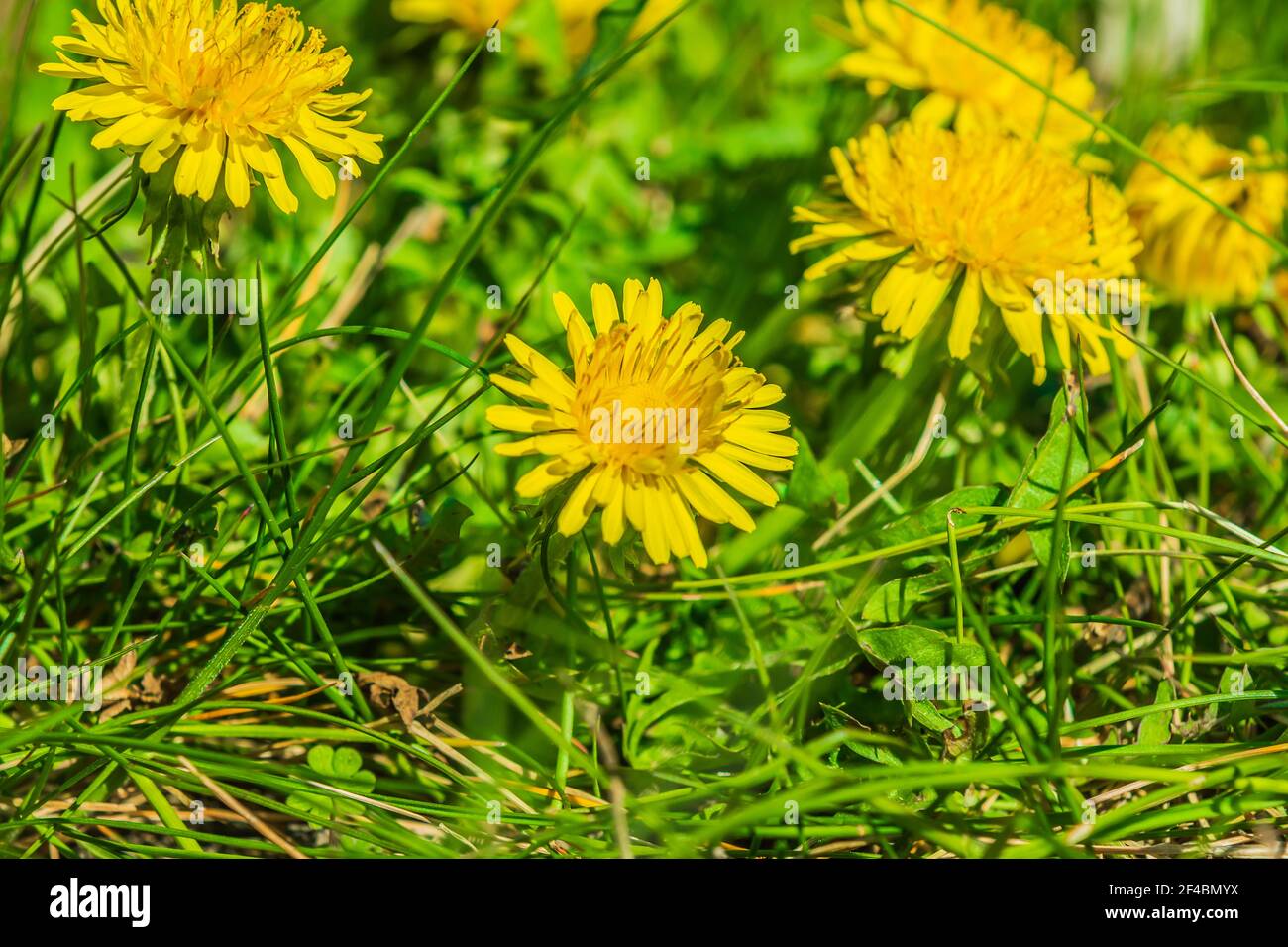 Dandelions in the sun hi-res stock photography and images - Alamy