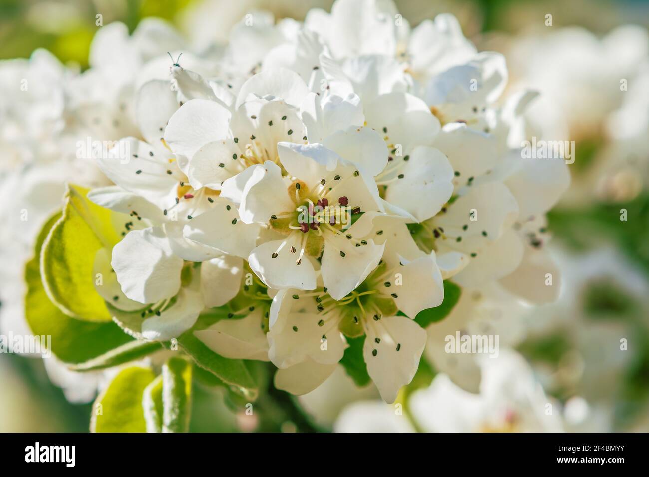 Branch of a fruit tree in spring. Many white opened flowers of an apple tree in sunshine. Central view of an open apple blossom. Flower stems, petals, Stock Photo
