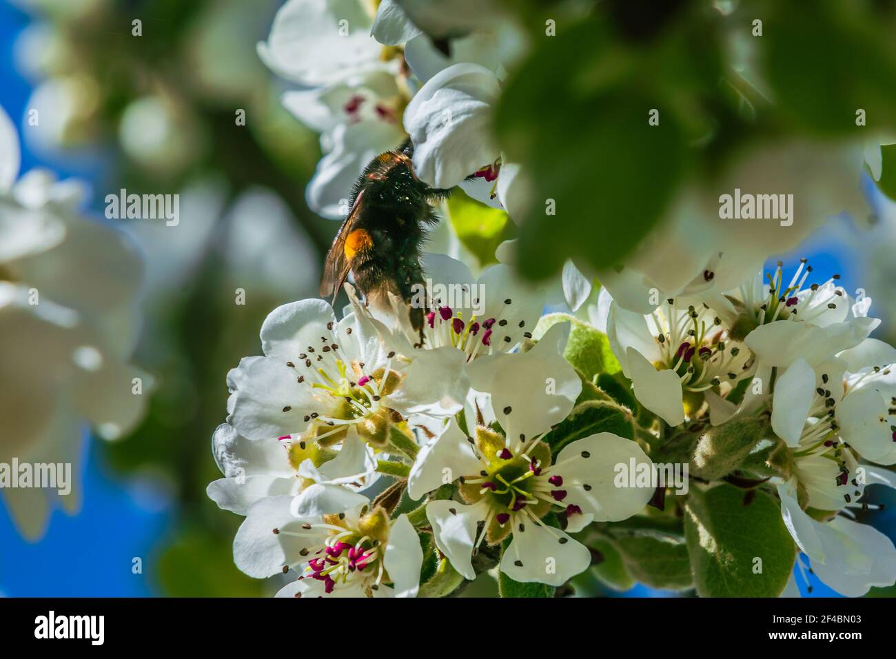 Insect bee or bumblebee crawls over a white flower in spring. Branch of a fruit tree in the sunshine. Apple tree with many white opened flowers, flowe Stock Photo