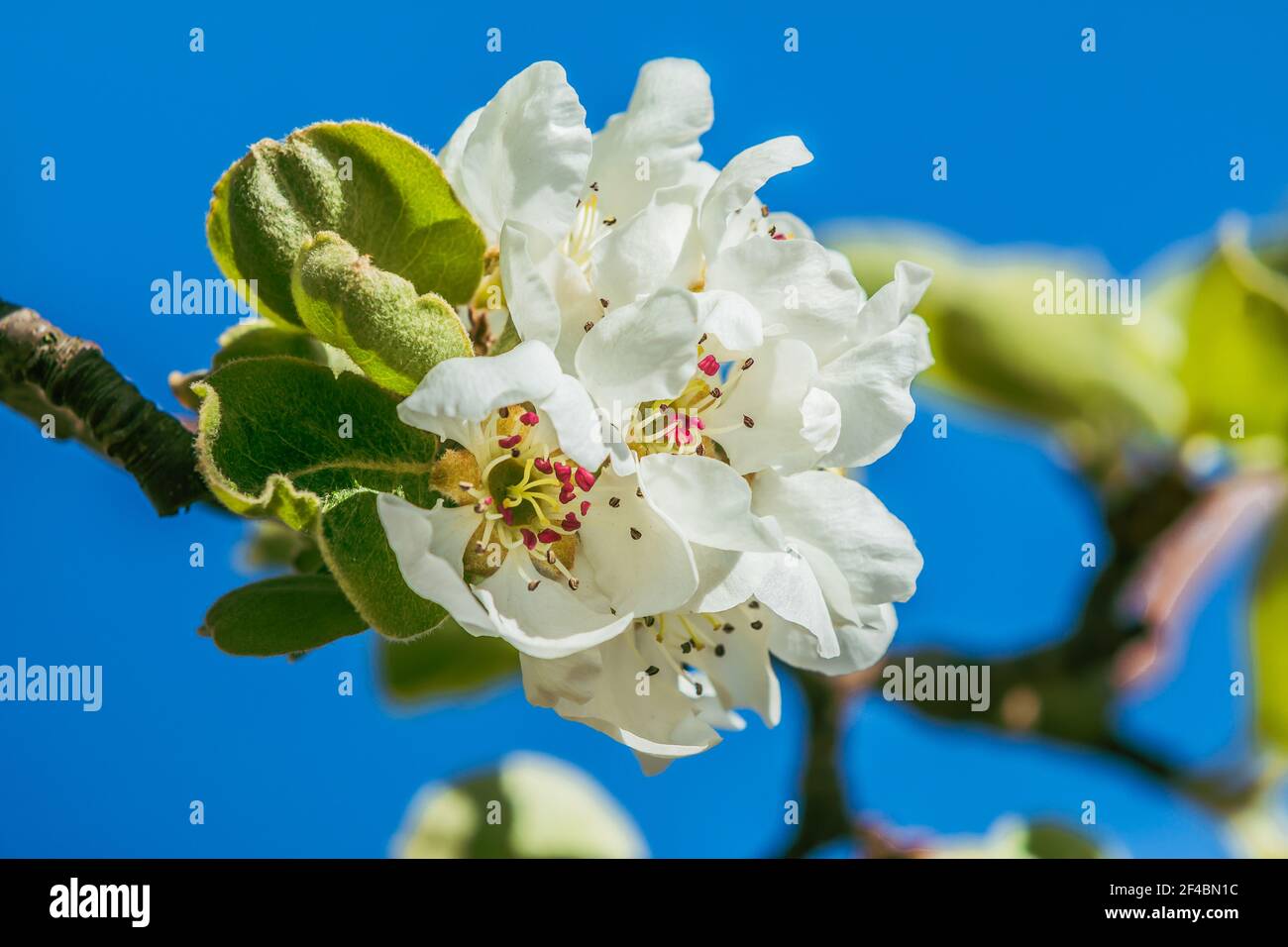 Opened white flowers of an apple tree. Branch with several flowers from the fruit tree in springtime in sunshine. Petals, flower stems and pistils on Stock Photo