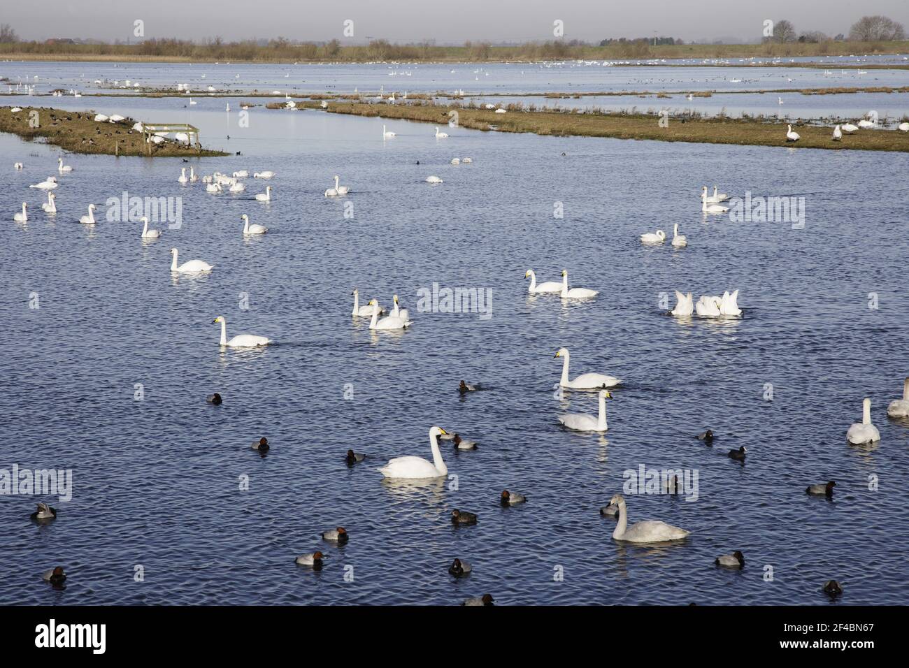Whooper Swans - in front of hides at Welney WWT reserveOlor cygnus Ouse Washes Norfolk, UK BI020707 Stock Photo