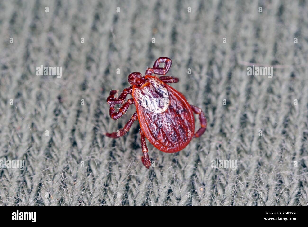 Tick walking on clothes. High magnification. Stock Photo