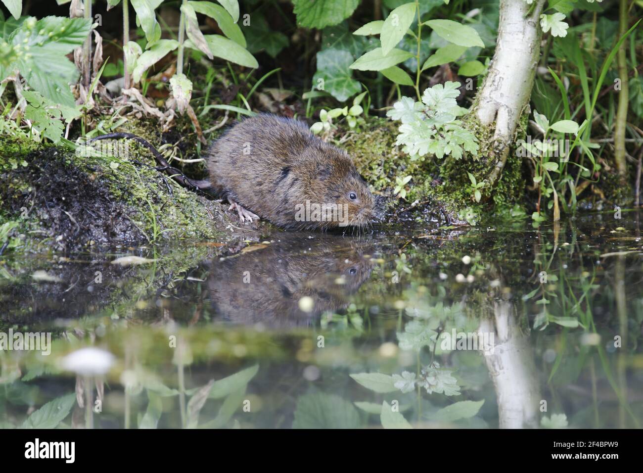Bank vole feeding hires stock photography and images Alamy
