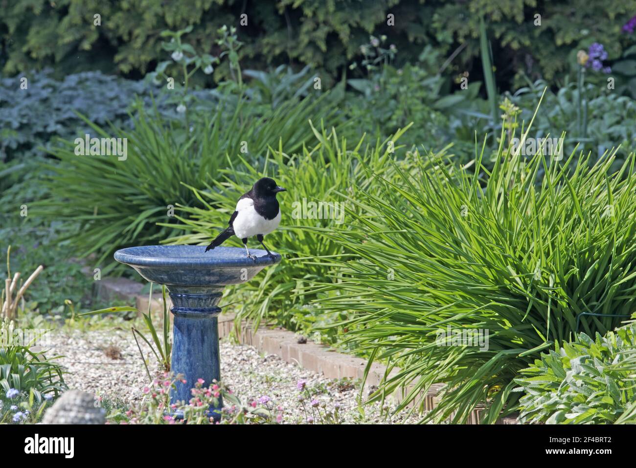 Magpie - on garden birdbath Pica pica Essex, UK BI020827 Stock Photo