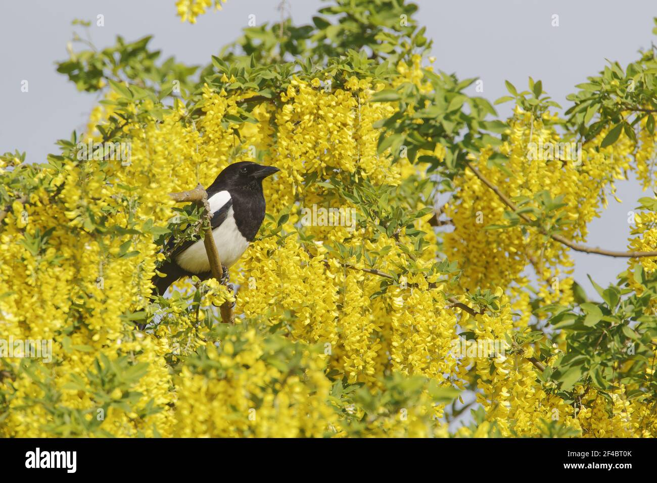 Magpie - in Laburnum Tree Pica pica Essex, UK BI020840 Stock Photo