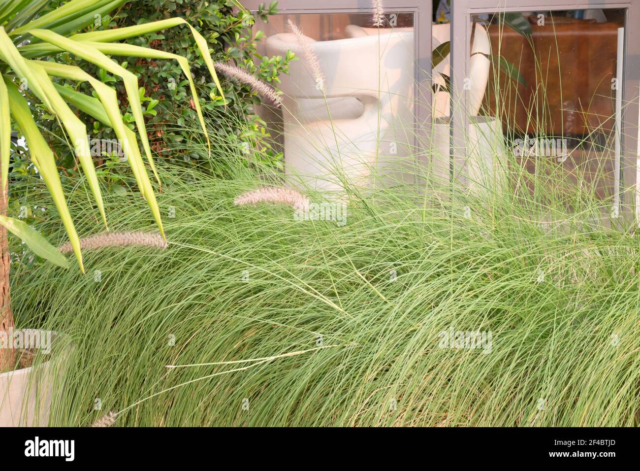 Green foxtail grass decorated in outdoor garden, stock photo Stock Photo