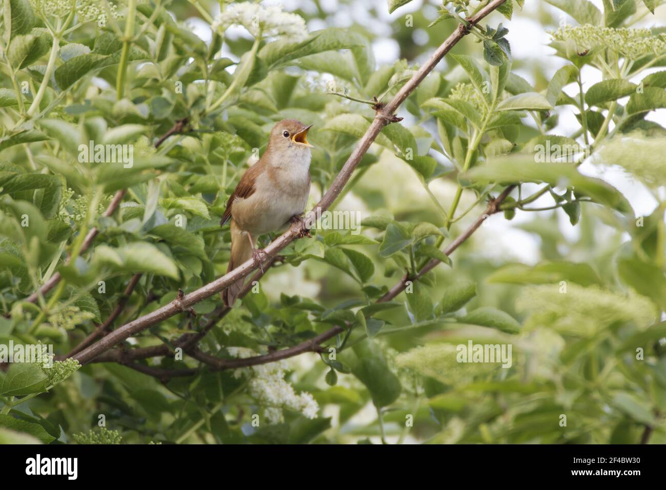Nightingale - Male singing Luscinia megarhynchos Two Tree island Nature Reserve Essex, UK BI020931 Stock Photo