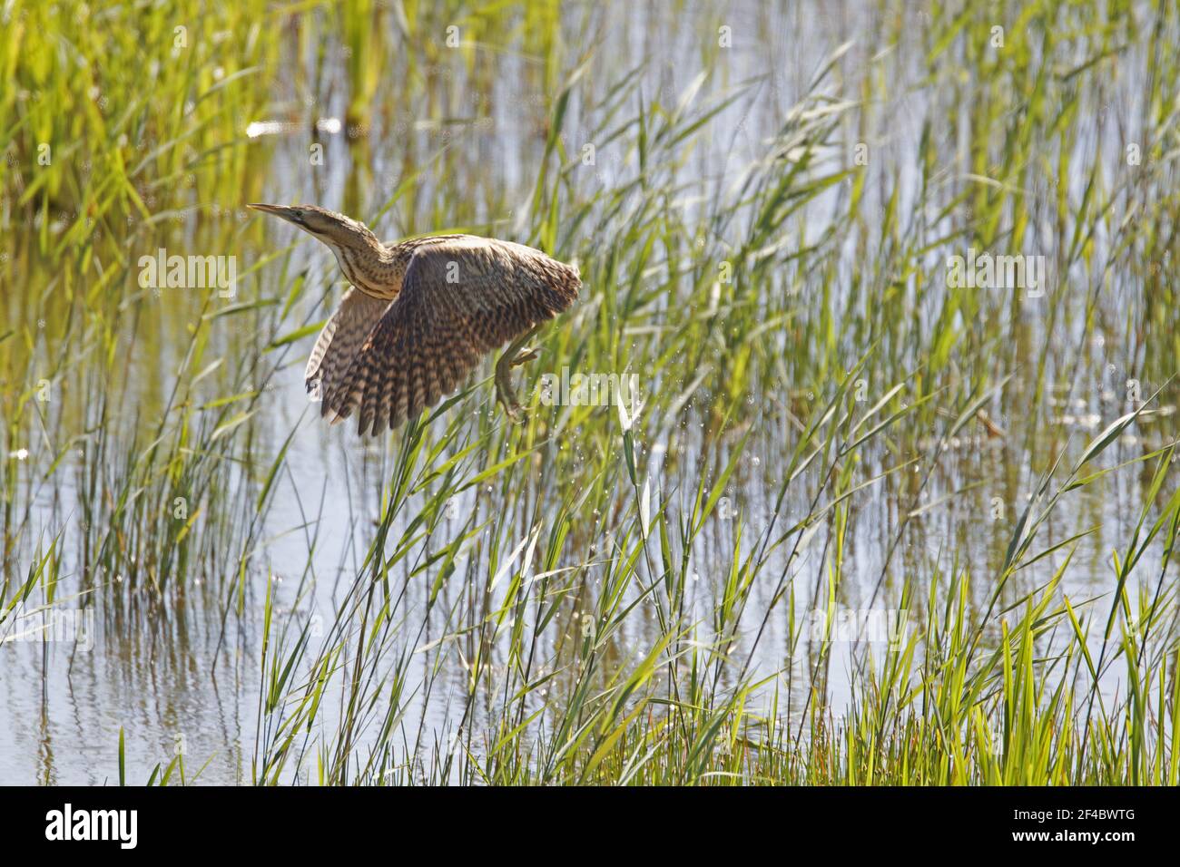 Bittern - taking off from reed bed Botaurus stellaris Minsmere RSPB Reserve Suffolk, UK BI021058 Stock Photo