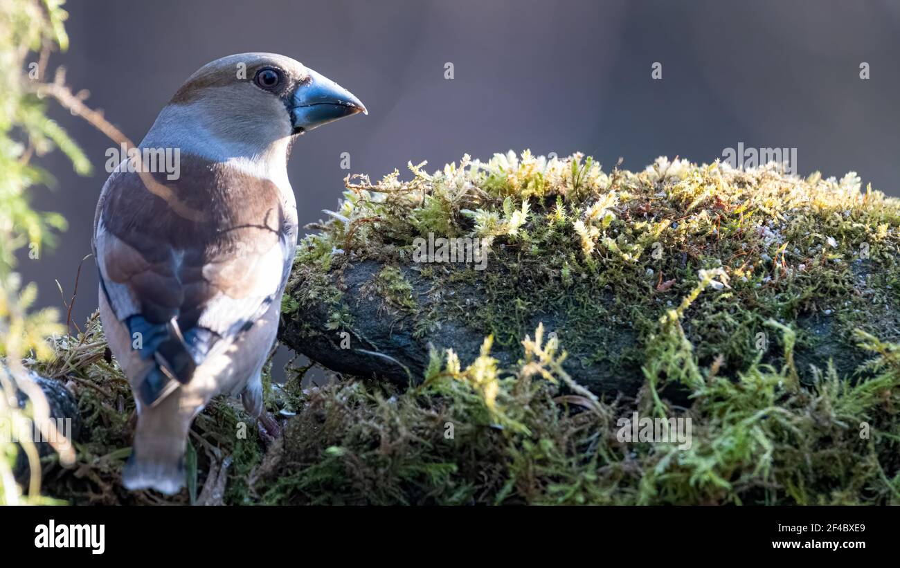 Kernbeisser, natur, wild lebende tiere, tier, robin, finch, wild, bird, ast, frühling, baum, Stock Photo