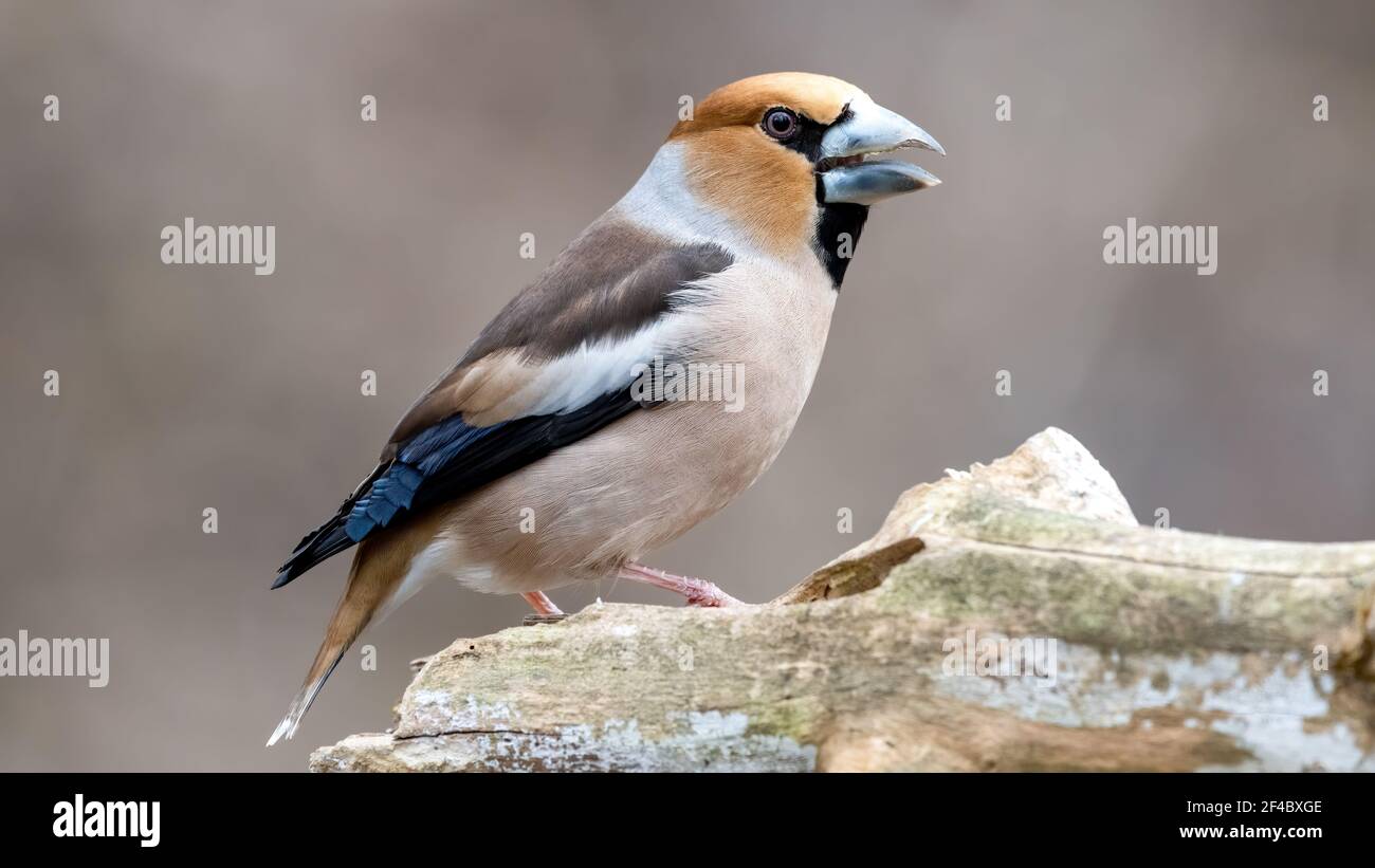 Kernbeisser, natur, wild lebende tiere, tier, robin, finch, wild, bird, ast, frühling, baum, Stock Photo