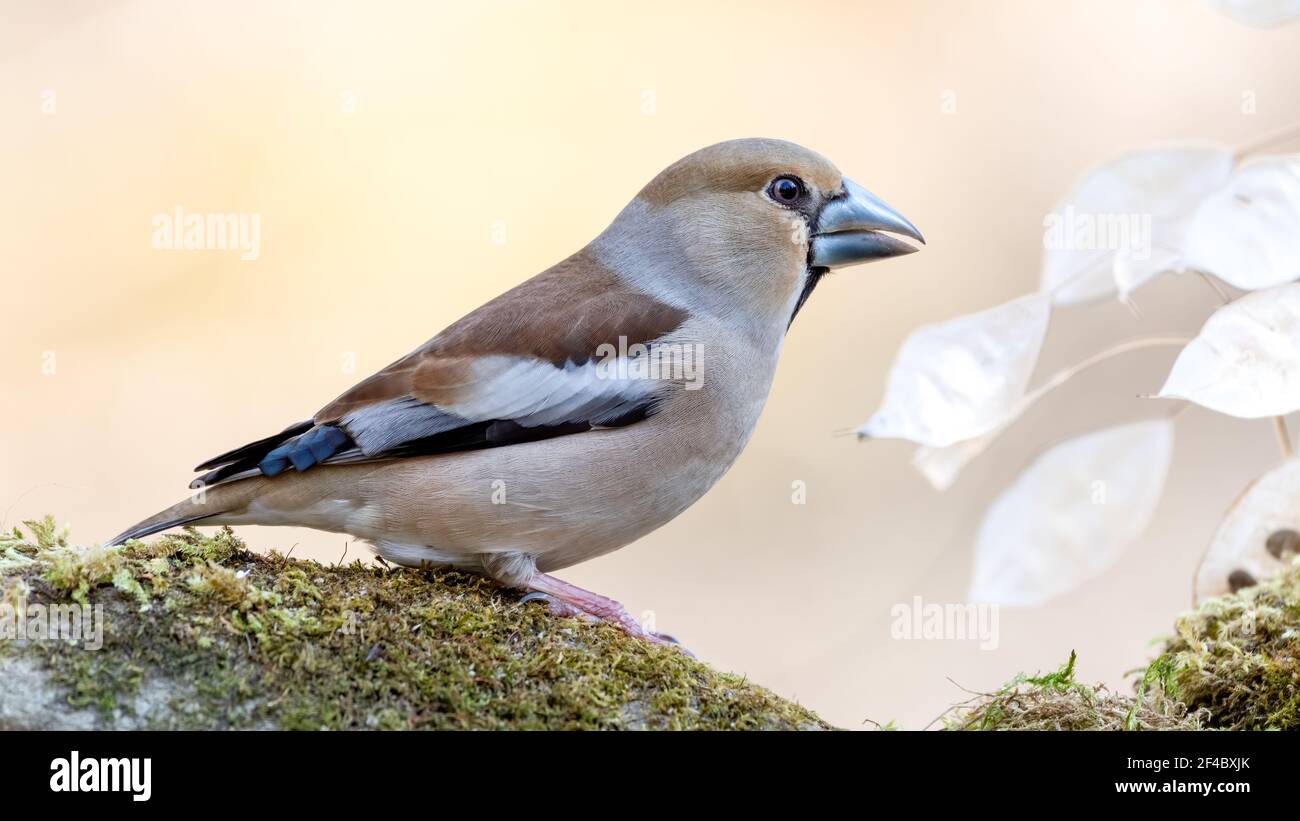 Kernbeisser, natur, wild lebende tiere, tier, robin, finch, wild, bird, ast, frühling, baum, Stock Photo