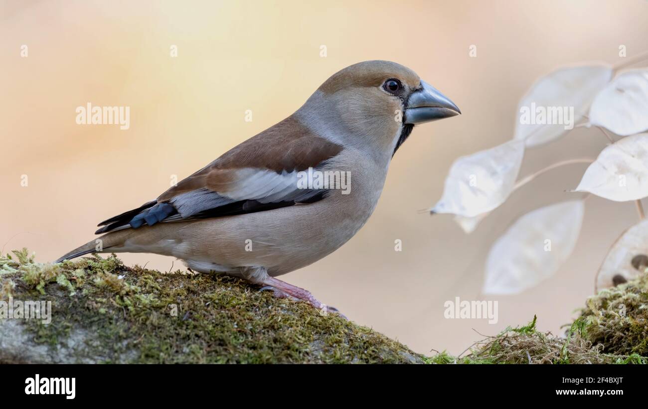 Kernbeisser, natur, wild lebende tiere, tier, robin, finch, wild, bird, ast, frühling, baum, Stock Photo