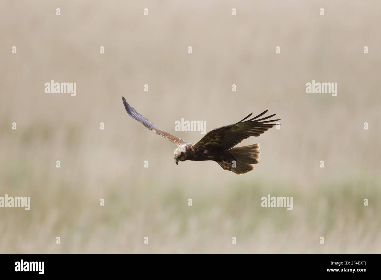 Marsh Harrier - female hunting over marshCircus aeruginosus Minsmere RSPB Reserve Suffolk, UK BI021148 Stock Photo