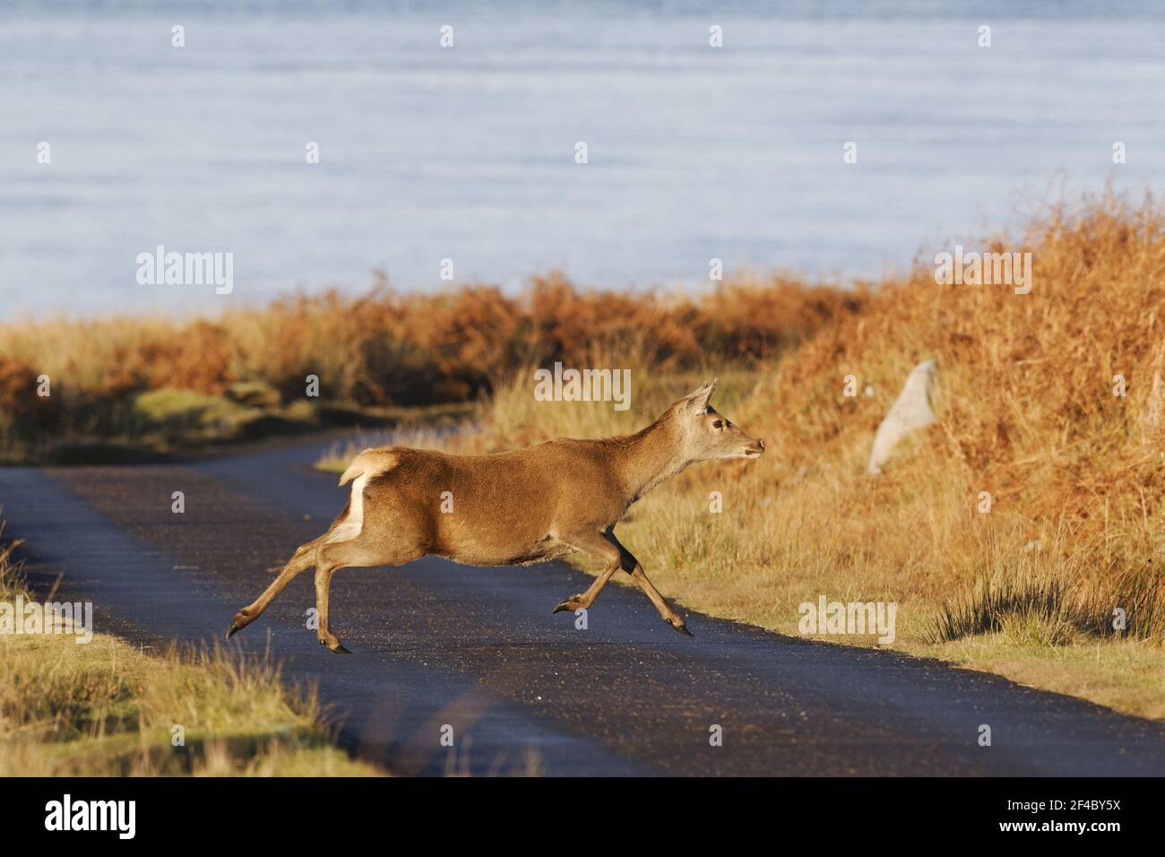Red Deer crossing roadCervus elaphus Scotland, UK MA002330 Stock Photo