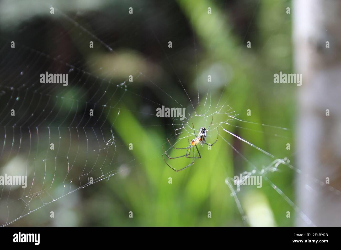 Orb weaver spider catches bugs in its web Stock Photo