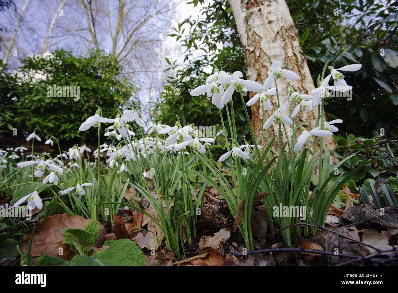 Snowdrops - growing wild in woodlandGalanthus nivalis Essex, UK PL002121 Stock Photo