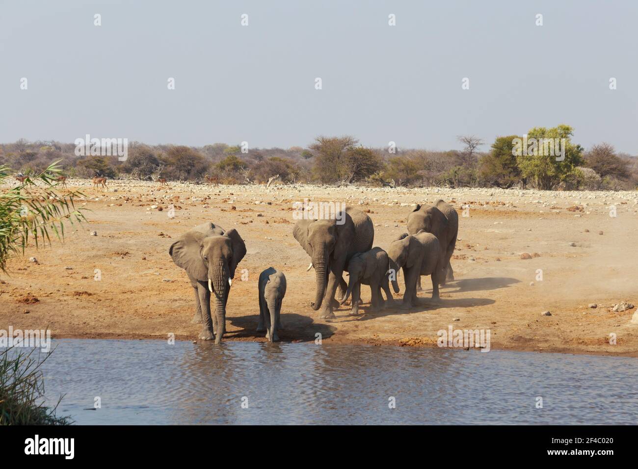 Elephant herd approaching a waterhole, Etosha National Park, Namibia, Africa Stock Photo