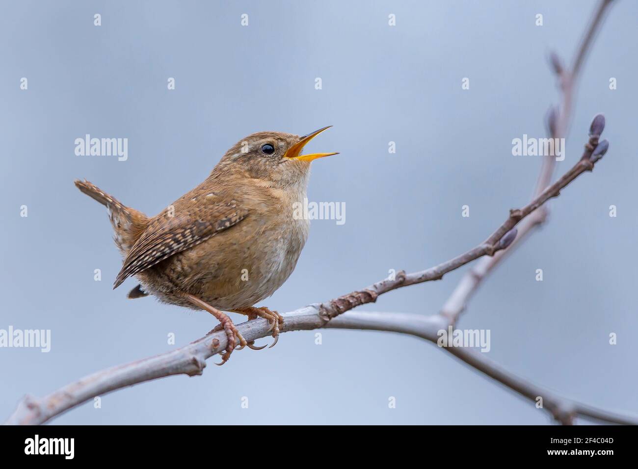 Kidderminster, UK. 20th March. 2021. UK weather: even though it's a cool, cloudy, drizzly day, the local wildlife seems to know the start of spring is officially here today. This little wren is in full song while perched on a tree branch. Credit: Lee Hudson/Alamy Live News Stock Photo