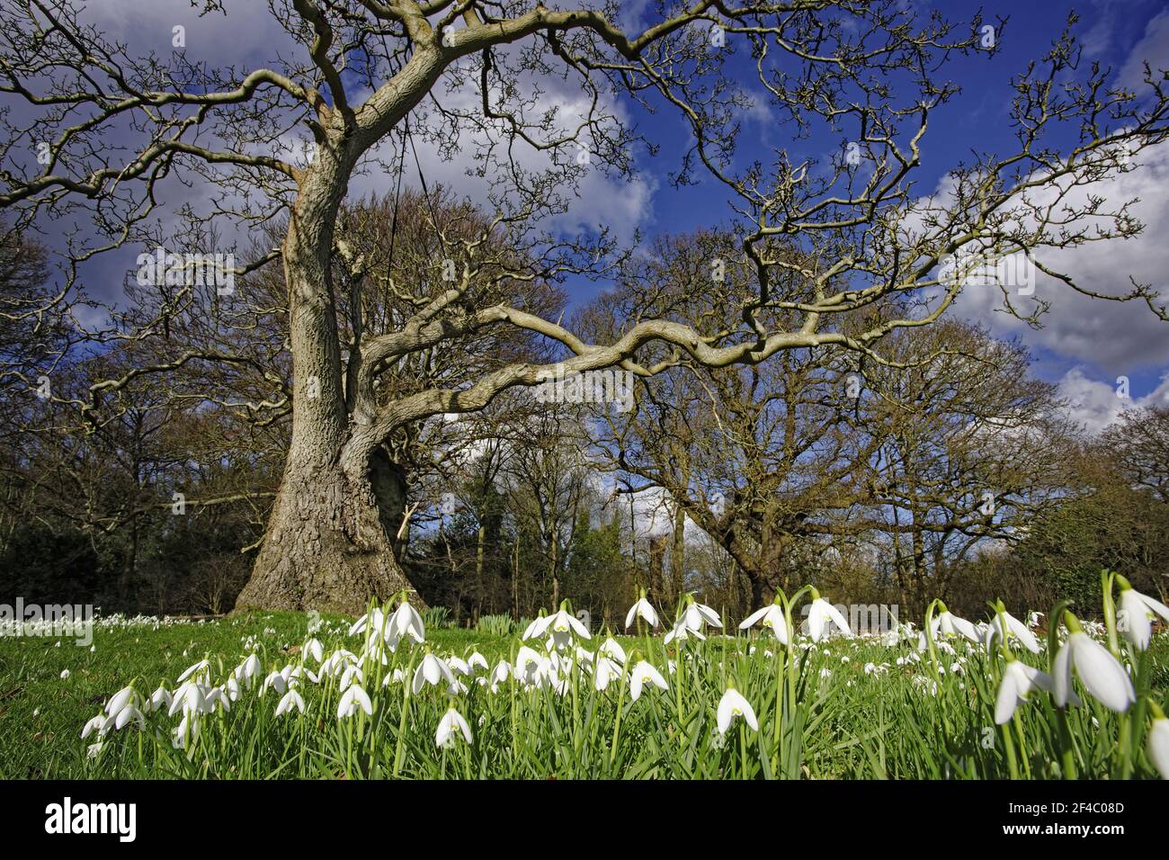 Snowdrops - growing wild in woodlandGalanthus nivalis Essex, UK PL002133 Stock Photo
