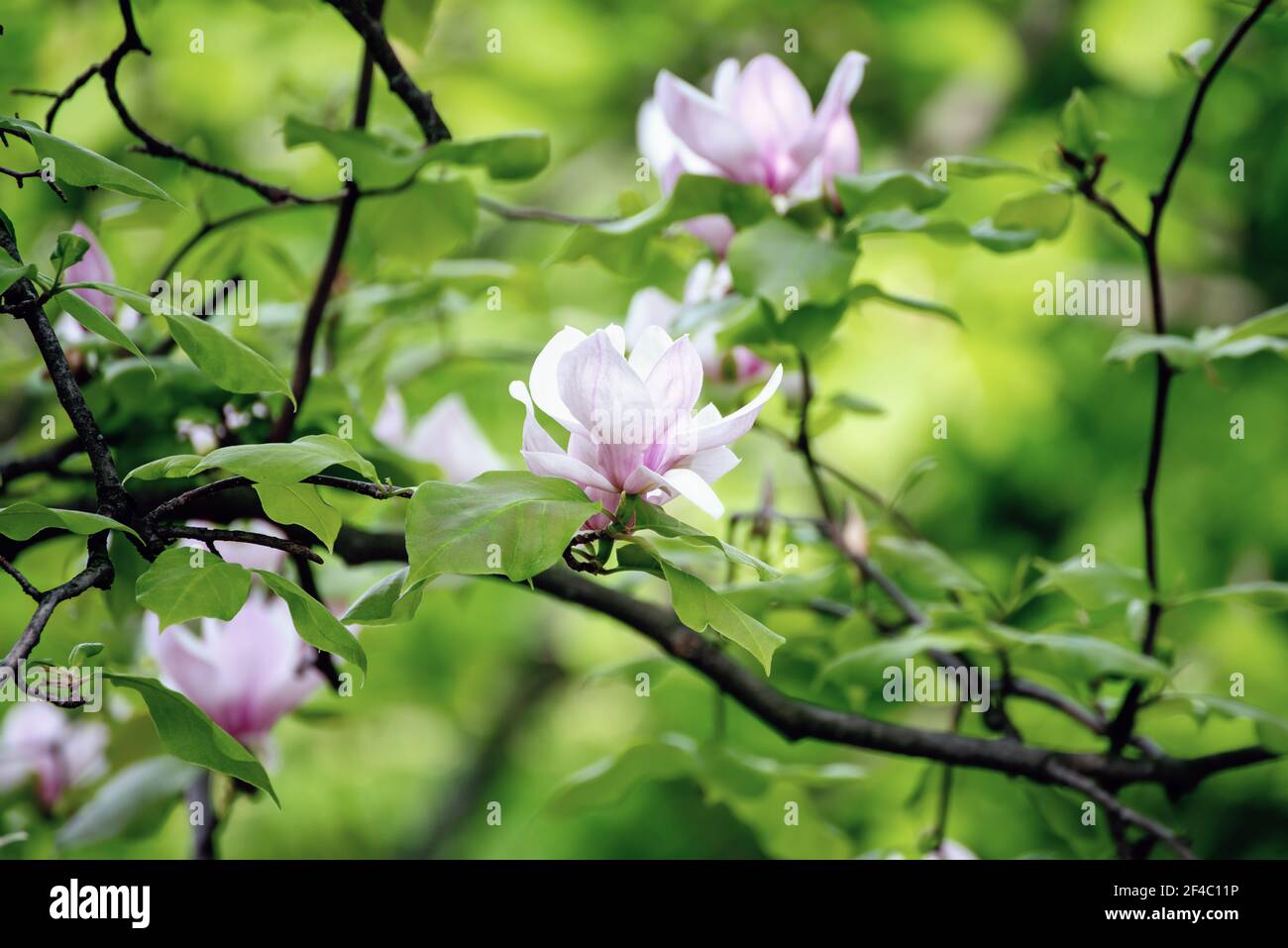 Magnolia spring flowers Stock Photo - Alamy