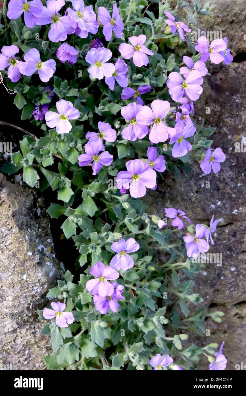 Aubrieta deltoidea ‘Royal Violet’ Rock cress Royal Violet – deep pink flowers and oval spinose leaves,  March, England, UK Stock Photo